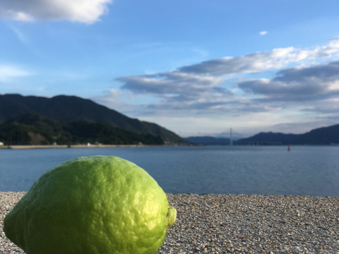 1kg 日本一の国産レモンの生産地　瀬戸田産　グリーンレモン