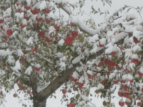 青森県産りんご  糖度14%保証 雪完熟自然葉とらずサンふじ10kg 家庭用