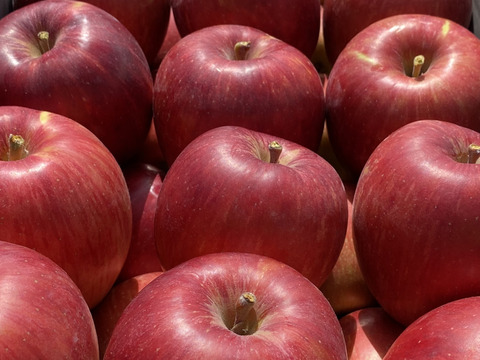 早生りんごの定番人気りんご！つがる（10個から12個）収穫後すぐに発送！
