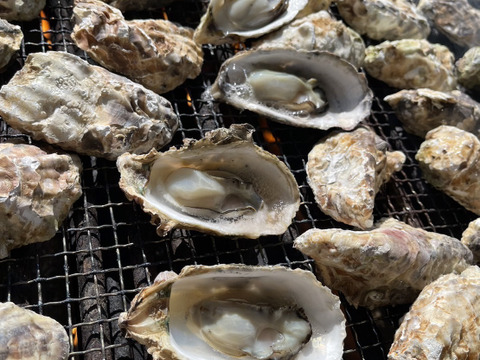 【生牡蠣】【生食用】S～Mサイズ 70個入り 5.5Kg 三重県産 殻付き 浦村かき（7～10人前）
牡蠣 カキ 貝類 海鮮 BBQ 歳暮 熨斗 忘年会 新年会 女子会 誕生日 母の日【冬ギフト】