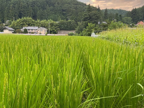 『令和5年産』幻のお米農林48号　農薬除草剤化学肥料不使用はぜ掛け米　噛むほどに甘味が広がる★玄米5㎏★