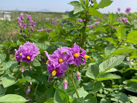 サツマイモ似のポテト。自然農法のレッドムーン（5kg）