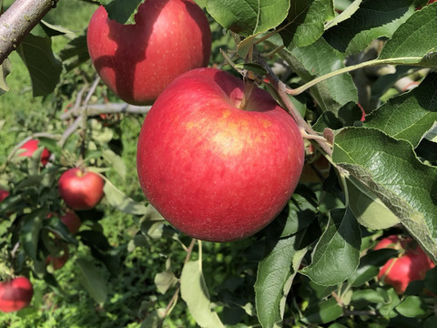 りんご いろいろBOX （2㎏）