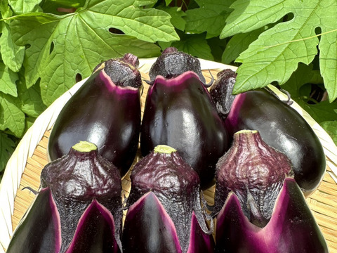 【お漬物セット】皮の柔らかい水茄子と胡瓜のセット商品‼️60サイズの箱でお届け‼️