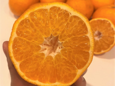 お買い得！はるみみかん🍊1.5ｋｇと採りたて野菜（5品）セット！本州の方限定