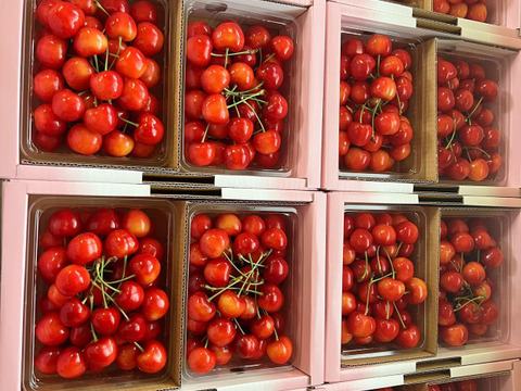 山形県産さくらんぼ　佐藤錦　1kg