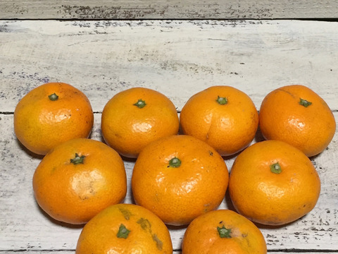 【農薬不使用こだわり栽培】懐かしい味わい＊青島みかん4kg 今年はサイズ大きめ