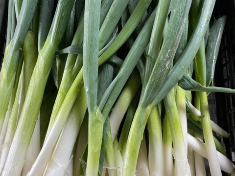 甘みがたっぷり‼️九条太ネギ‼️2kg入‼️