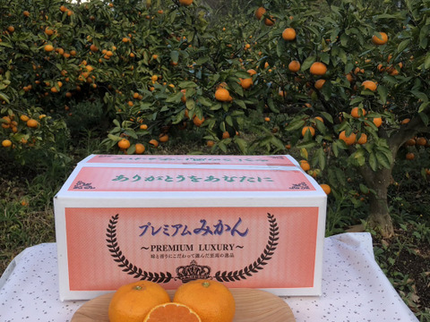 熊本発農薬不使用🍊  3kg 宮川.原口早生　サイズフリー（約22個前後入り）