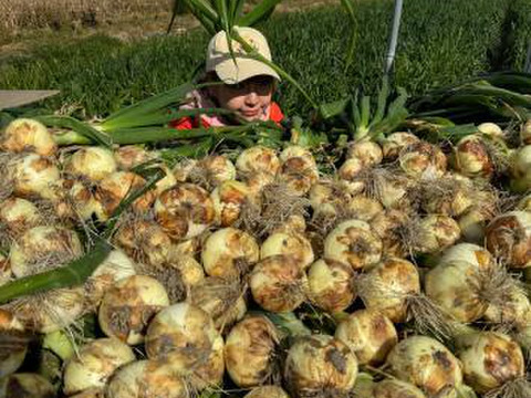 【予約】生産農家直送 淡路島産ブランド新玉ねぎ 『にじたま』超極早生品種 9kgダンボール入り（ご家庭用・30個前後） 使いやすいM・L・2L混在！≪水分量No1!!≫◎特別栽培　2月末頃から順次発送
