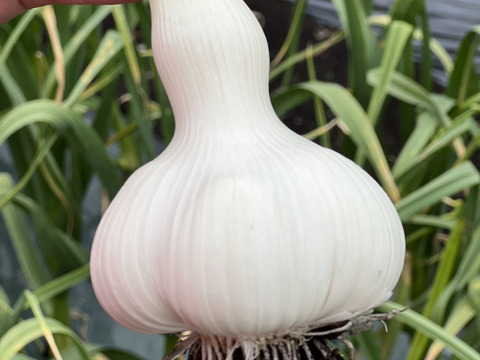 【500箱売れた】まるでお芋❗️幻の生にんにく500g🧄生産量日本一青森十和田🌟高級品種白玉王（特典付き）