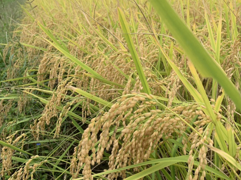 令和3年産　特別栽培米コシヒカリ　精白米2kg