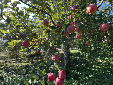 残り１箱🔸SALE🔸りんご食べ比べセット🍎完熟りんご【秋映、シナノスイート】5kg(秋映４玉、シナノスイート12玉入り)