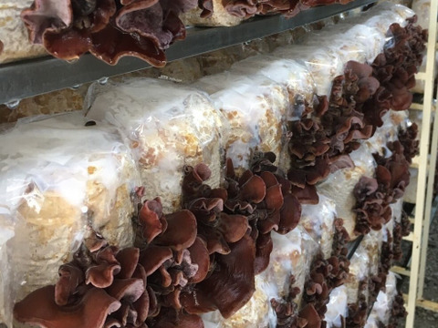 ＜乾燥250g＞栄養たっぷり！食感たのしい【国産】きくらげ