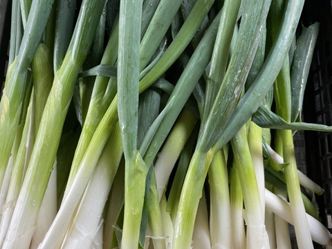 鍋には欠かせない 九条ネギ を1kg入 兵庫県産のねぎ 食べチョク 産地直送 産直 お取り寄せ通販 農家 漁師から旬の食材を直送 鍋には欠かせない 九条ネギ を1kg入 兵庫県産のねぎ 食べチョク 産地直送 産直 お取り寄せ通販 農家 漁師から旬の食材を直送