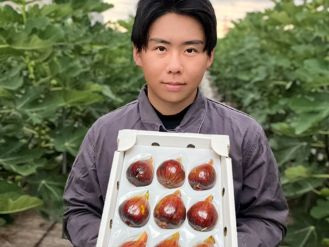 【完熟】城陽産輝きのいちじく【極】　エヌベール農園