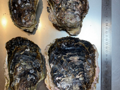 【生食】ミネラルたっぷり岩牡蠣(1.5kg)島根町　築島産