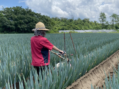 【達人のネギ】秋田県能代市産 白神の長ネギ　Lサイズ　5キロ　45本