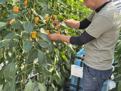 ≪珍しい黄色の彩り野菜！高糖度で美味しい！≫ミニパプリカ黄2kg