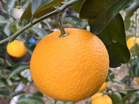 甘酸っぱい八朔 5kg サイズ混合