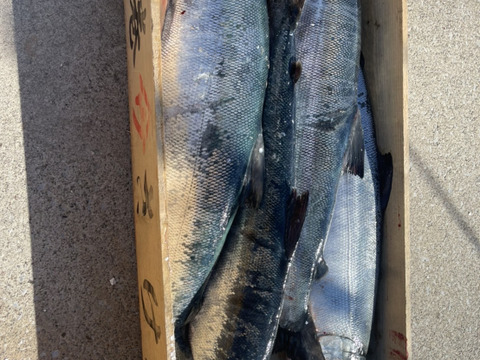 活〆秋鮭オス 下処理後2.5kg〜3.0kg3枚おろしのみ【木曜日のみ出荷】