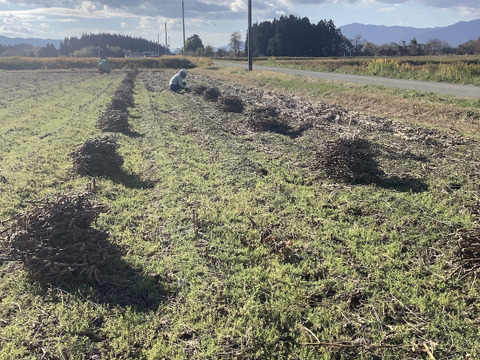 【自然栽培】乾燥大豆「里のほほえみ」14kg　〜令和7年・山形県鶴岡産〜