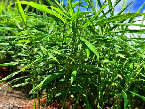 掘りたて新生姜４ｋｇ 農薬不使用 自然栽培 四万十産