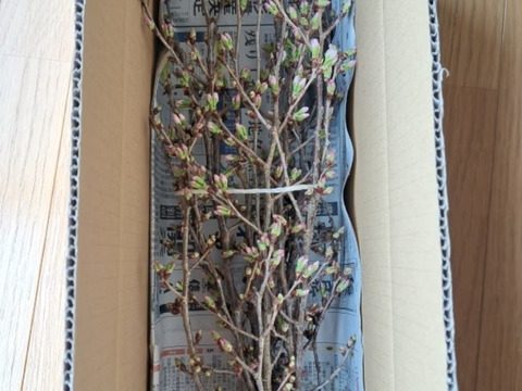 啓翁桜　信州から一足早い春を！