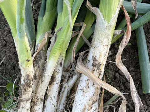 甘みがたっぷり‼️九条太ネギ‼️2kg入‼️