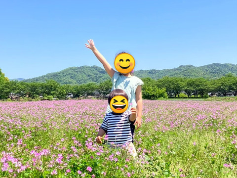 【令和6年産】【新米】艶やかな「きぬむすめ」玄米　5キロ