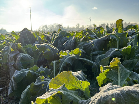 (生)　《霜降り野沢菜》　安曇野産　5kg