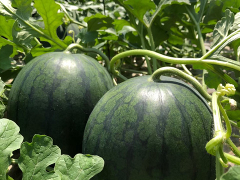 品種違い食べ比べ！小玉スイカ『ひとりじめ』『ひとりじめBonBon』セット