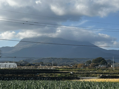 フルーツみたいな玉ねぎ