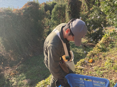 濃厚かつジューシー　愛媛県産　不知火　ご家庭用・８ｋｇ