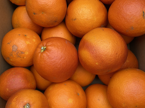 希少な国産『ブラッドオレンジ』タロッコ（ご家庭用・2kg）