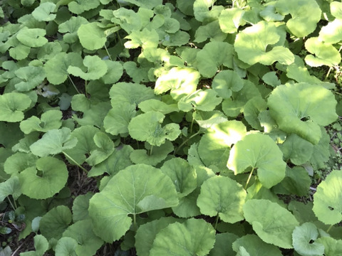 新鮮！　朝採り　春の天然山菜　山フキ３ｋｇ　和歌山県産