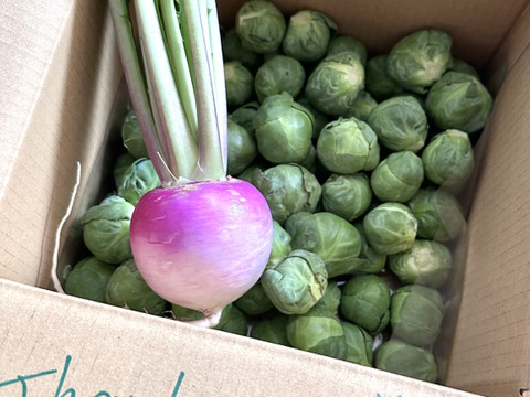 革命児！ふわ甘～芽キャベツ　1kg　本州の方限定