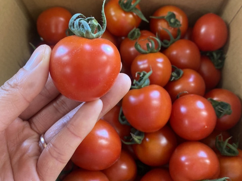 【冷凍】完熟ピークを瞬間ロック！真っ赤な完熟冷凍トマト🍅1kg