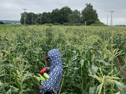 ☆北海道産！濃厚極甘とうもろこし🌽スイートコーン🌽