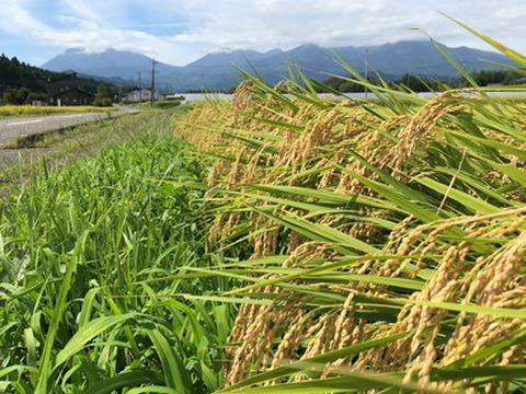 R5産 特別栽培米コシヒカリ 玄米5kg