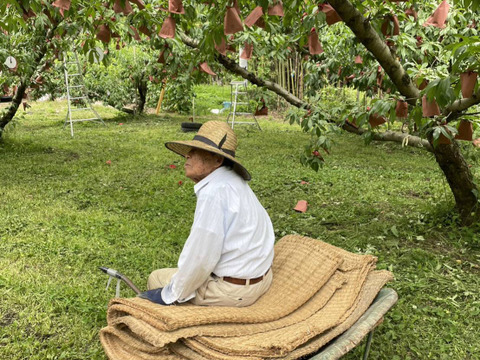 【ゴールデンピーチ】【数量限定】【農園直送】家庭用4玉～６玉