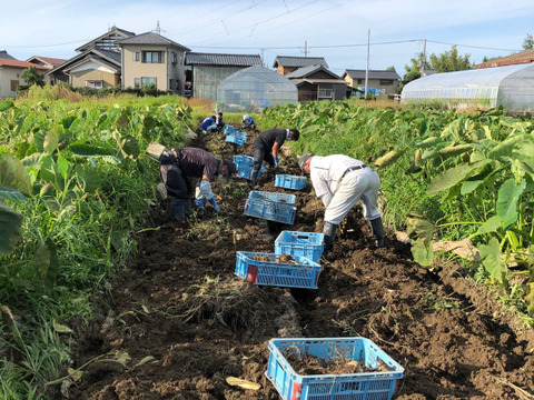 ＊数量限定【新潟県特別栽培認証】五泉産 大玉さといも5kg(2L以上）