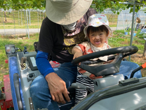 ※クール便！生産量日本一『（山形高畠産デラウェア』L〜Mサイズ7房〜9房入り