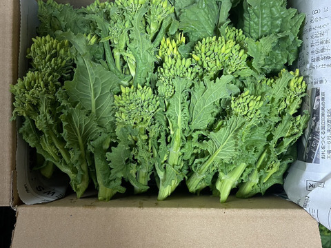 菜の花 生態園の自然：サラサウツギ花