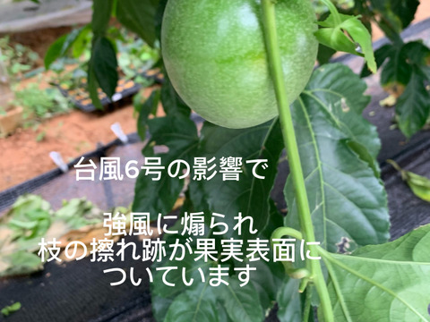 🌺訳あり数量限定《 はねだしセット 》
【有機JAS認証】オーガニック芳醇パッションフルーツ/『はねだし3kg¥6500』/そのまま食べてもお菓子づくりや加工にも◎/30個〜50個/傷シワ色むら