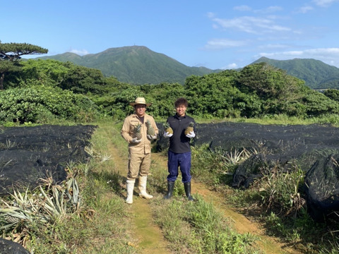 沖縄県石垣島産小玉ピーチパイン4個