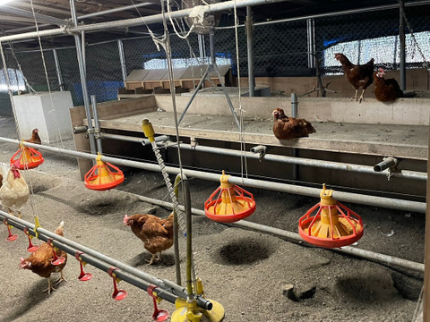 【予約受付開始】年に一度の縁起物大寒たまご【数量限定】