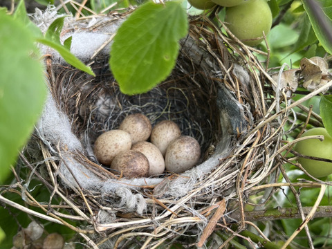 栽培期間中農薬不使用　群馬県産　青梅10キロ