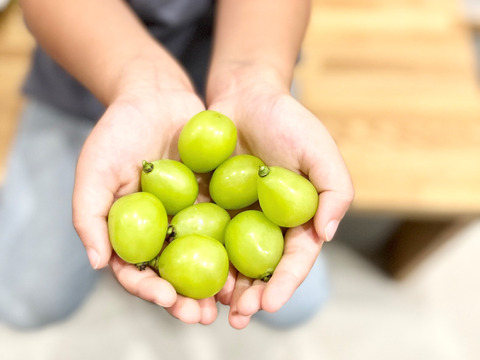 シャインマスカット 　家庭用3～4房