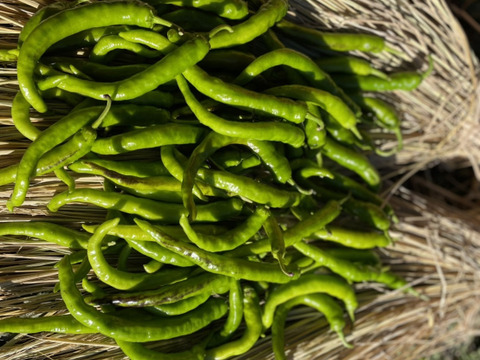 【今年最後の夏野菜】とりきり甘長ししとう1キロ（70本〜80本）